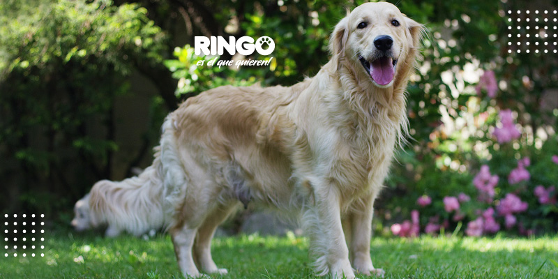 ¿Como identificar las alergias en los perros?
